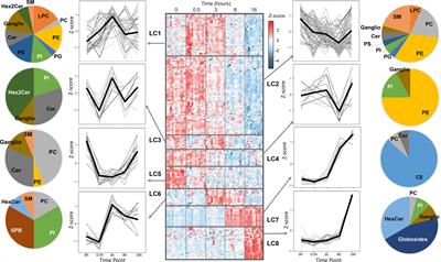 Immunolipidomics Reveals a Globoside Network During the Resolution of Pro-Inflammatory Response in Human Macrophages